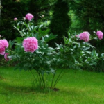 How to Grow Azalea Flowers in Your Garden
