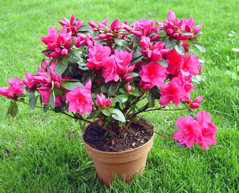 Azaleas are renowned for their stunning blooms and vibrant colors, making them a beloved choice for gardeners looking to add a touch of elegance to their outdoor spaces.