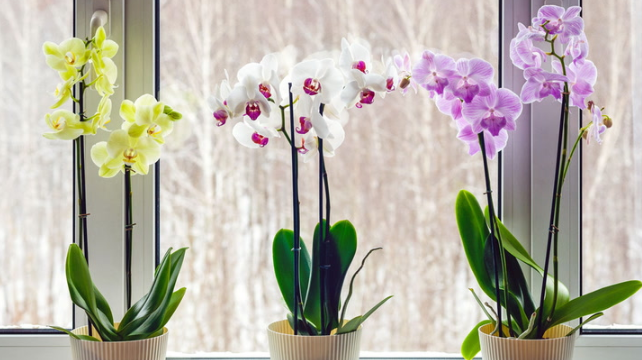 Exploring the Symbolism of Orchids in Spiritism
