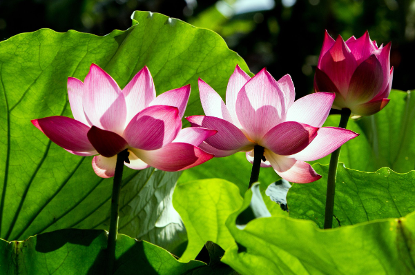 Understanding the Symbolism of the Lotus Flower in Spiritualism